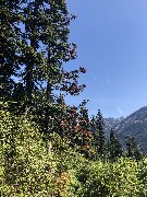Maple Heather Trail, WA
